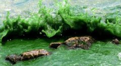 专家称蓝藻已成全球性问题 与气候变暖有关