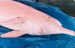 中华白海豚误撞渔网窒息而死[图]