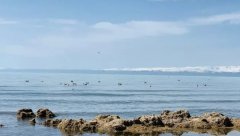今夏青海湖水位上涨 生态环境显著改善