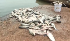 杏耀平台网站贵州重安江水域遭污染致4万多斤鱼
